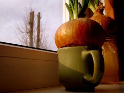 Svogūnų sodinukai tapo retenybe - Lietuva ir Baltijos šalys