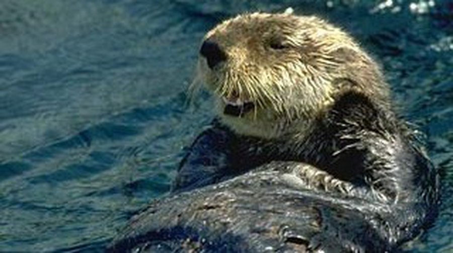 Власти японского города Кусиро дали официальную прописку морской выдре и назначили ее послом по туризму  - Хобби, отдых и развлечения