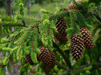 Принеси Рождество в свой дом - В Висагинасе