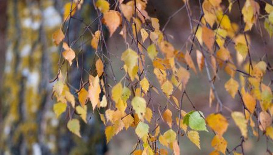 После солнечного вторника в Литву придет осень - Литва и страны Балтии