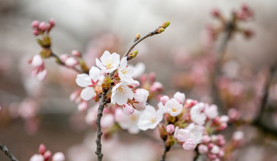 Цветение сакур иначе: Вильнюс предлагает онлайн-трансляцию - Литва и страны Балтии