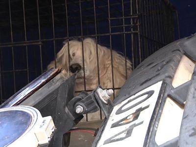 Цирк приехал... и уехал - В Висагинасе