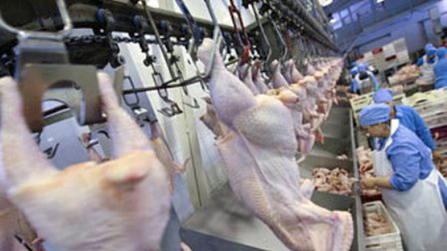 Европейцы пустили на рынок российскую курятину - В Мире