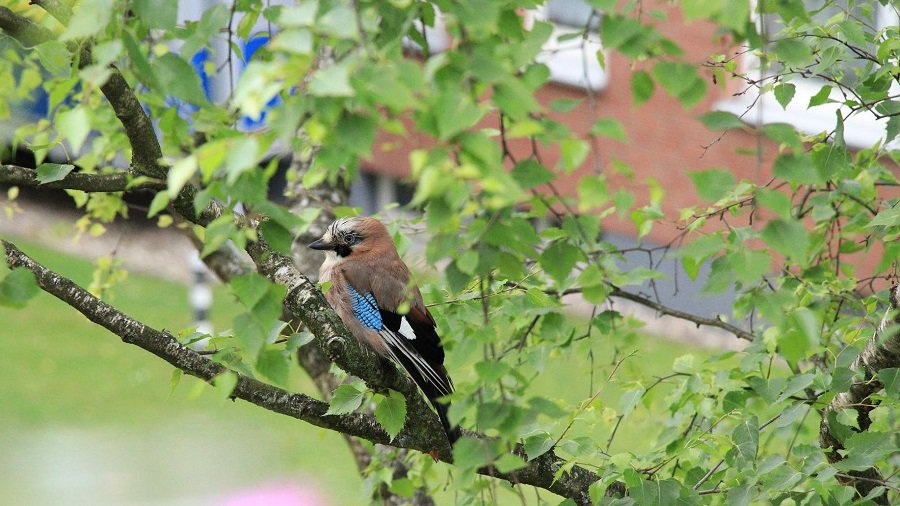 Прокуратура начала расследование относительно указа министра окружающей среды - Литва и страны Балтии
