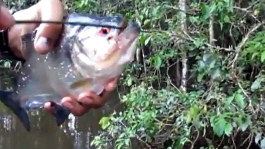 Пираньи покусали более 70 человек на пляже в Аргентине - В Мире