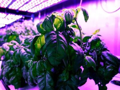 Искусственный интеллект сделал базилик вкуснее - Это интересно