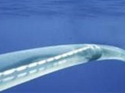 Европа финансирует энергомост из Прибалтики в Швецию, но не в Польшу - Энергетика