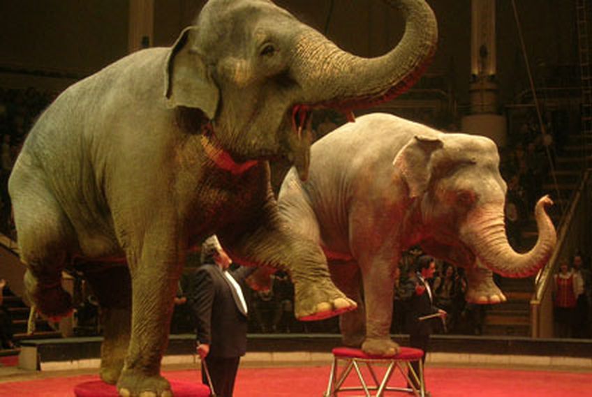 В Великобритании запретили содержать животных в цирках                