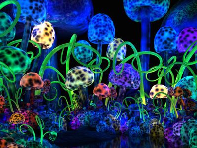 Задержан молодой человек с грибами, вызывающими галлюцинации - Происшествия и криминал