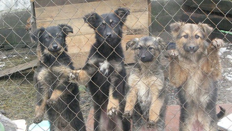 Акция по сбору средств приюту «Padėk man» - В Висагинасе