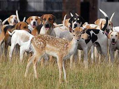 Гончие собаки приняли в свору олененка - Хобби, отдых и развлечения
