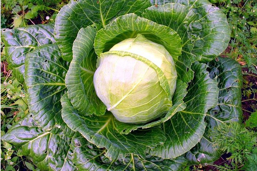 Капуста — неизвестные факты об известном продукте - Наука и здоровье