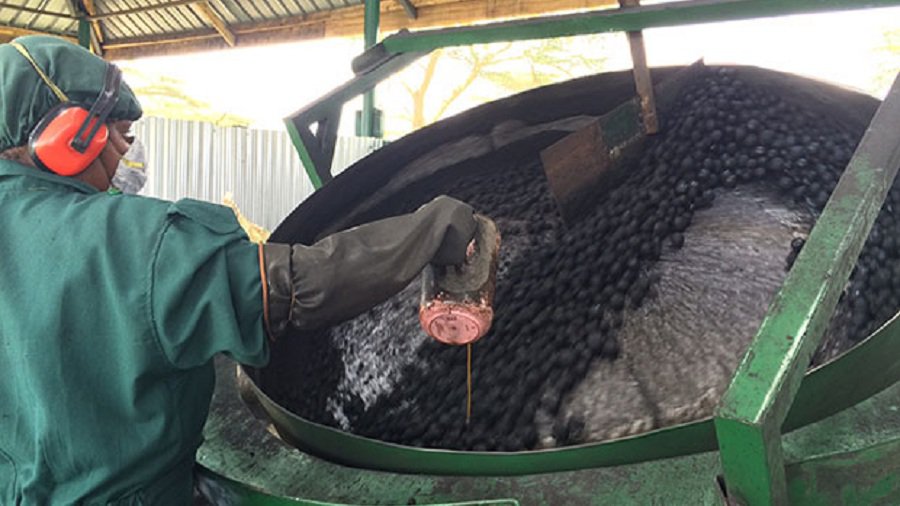 Носом чуять. Фекалии стали выгодным бизнесом - Это интересно