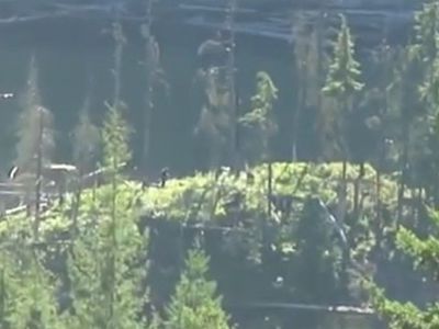 В Канаде на видео сняли странное существо, похожее на снежного человека - В Мире