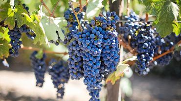 ГПВС: Литва стала официальной страной виноградарей