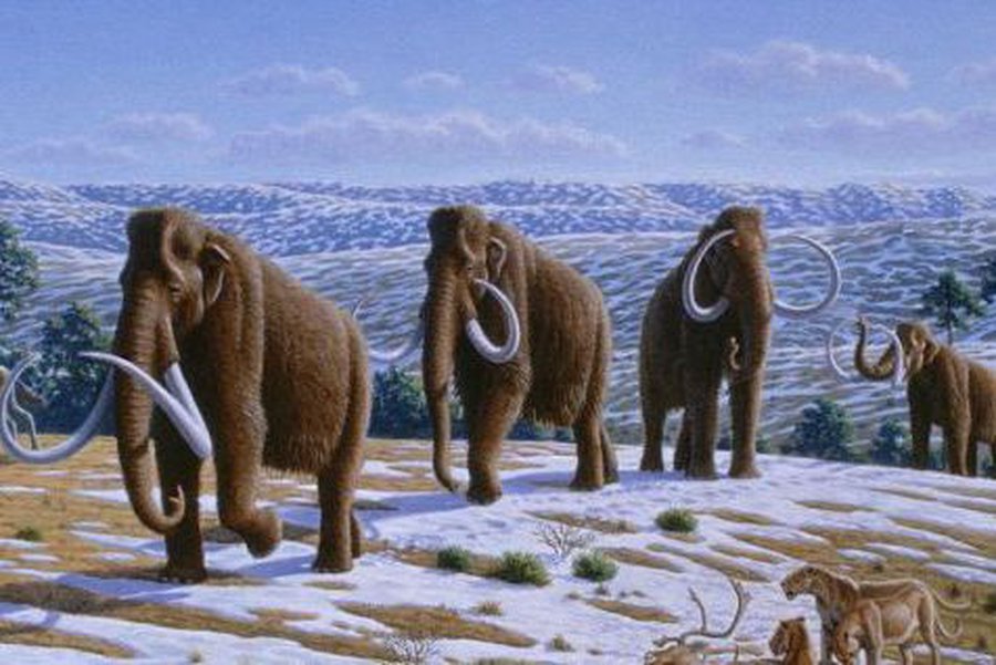 Ученые обещают «воскресить» мамонтов                 - Наука и здоровье