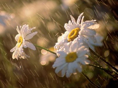 Прогноз: Литву ждут дожди - Литва и страны Балтии