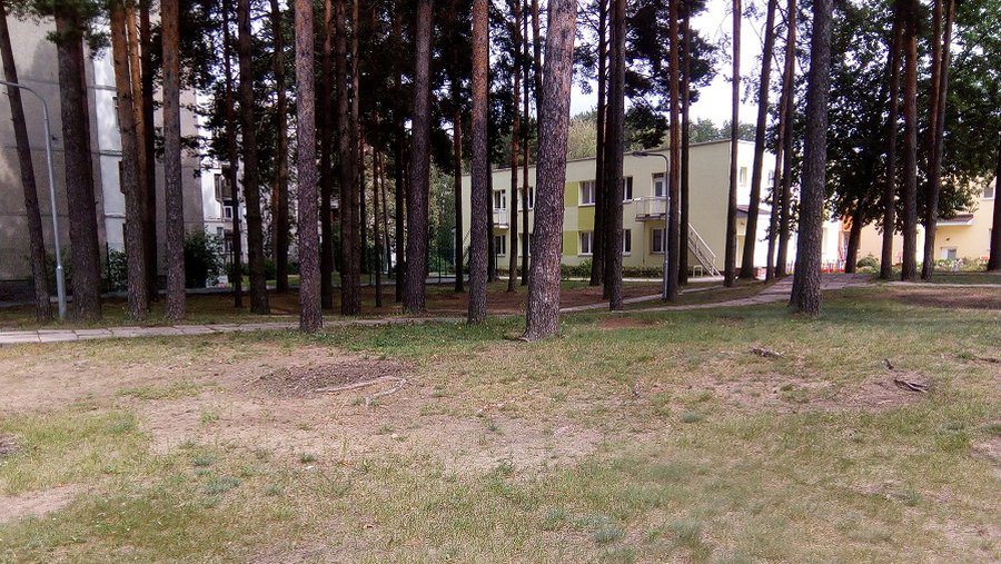 Глас народа: «Лес - это висагинаские достояние и гордость» - В Висагинасе