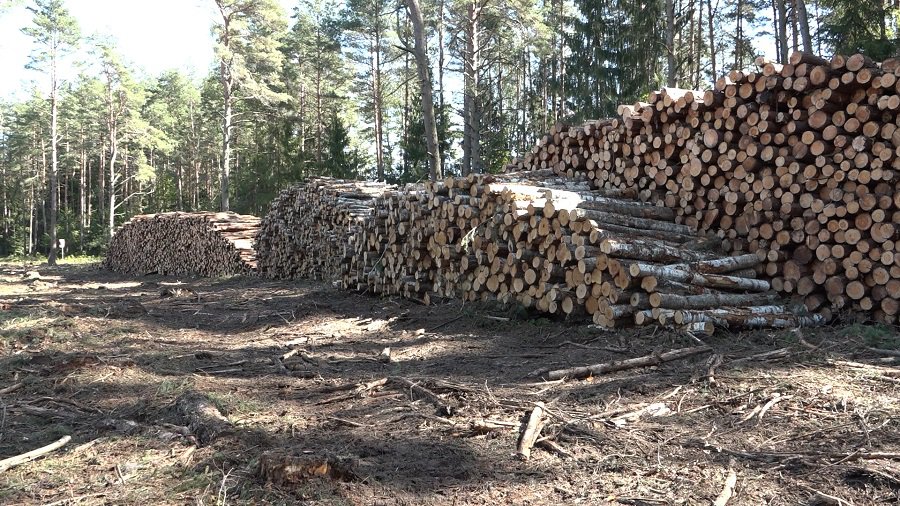 О вырубке лесов вокруг Висагинаса (видео) - В Висагинасе