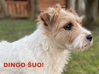 Dingo šuo! - Pamesta ir rasta