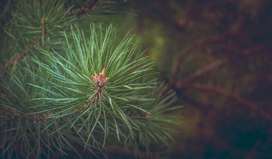 Министерство окружающей среды: в Игналинском районе вспышка соснового пилильщика - Литва и страны Балтии