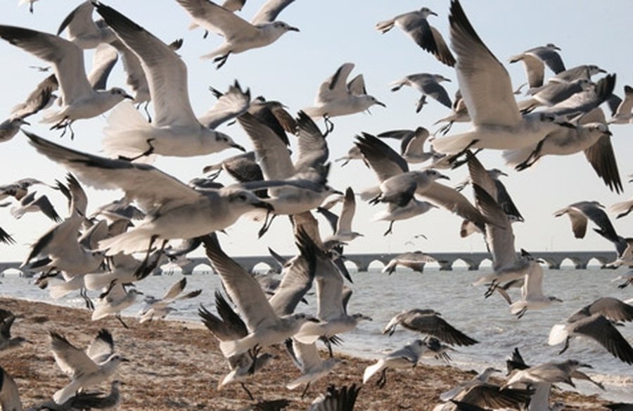 Причины массовой гибели птиц и рыб неизвестны                 - Наука и здоровье