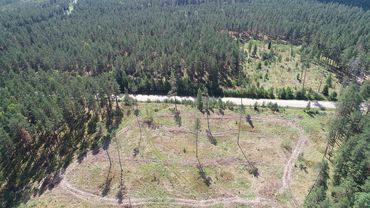 Правительство Литвы  одобрило увеличение вырубки лесов
