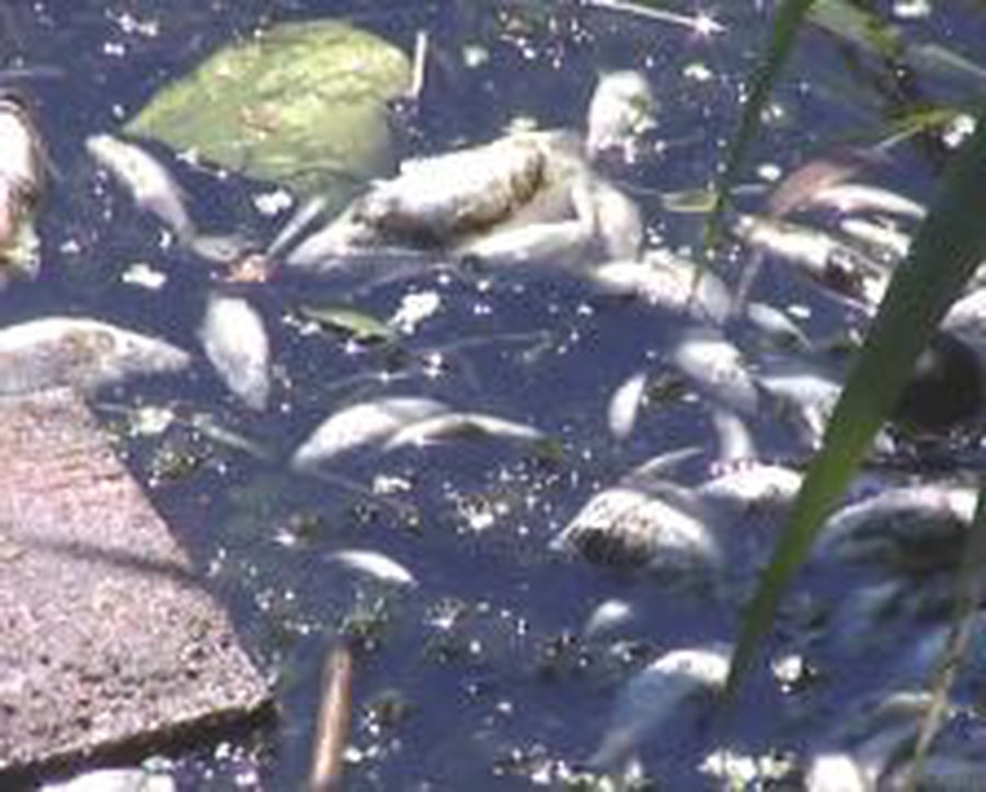 По неизвестной причине в Литве начался массовый мор рыбы - Литва и страны Балтии