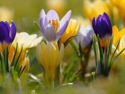 Приглашаем на концерт «Весеннее настроение» - В Висагинасе