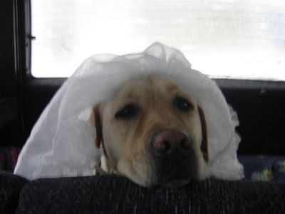 Australas vedė savo augintinę Honey                                 - Pasaulyje