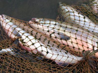 Браконьеры ставят сети                                                               - Происшествия и криминал