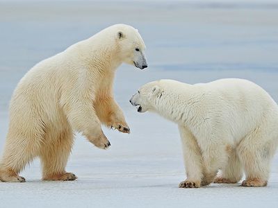 ЕС начинает великую битву за Арктику. Рига в первых рядах - Литва и страны Балтии