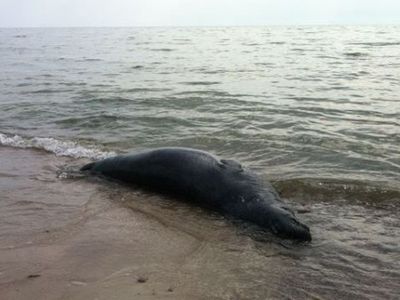 За три дня Балтийское море выбросило на берег шесть тюленей  - Литва и страны Балтии