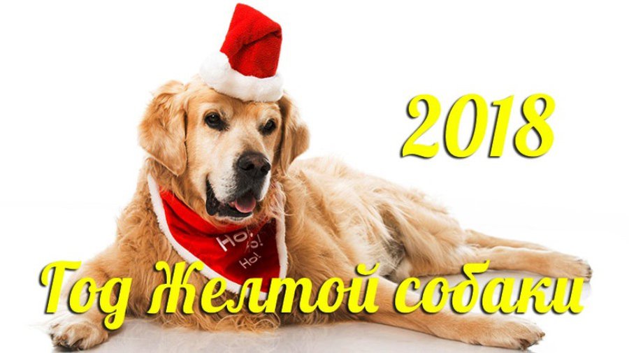 Друг человека: что принесет нам Желтая Земляная Собака - Это интересно