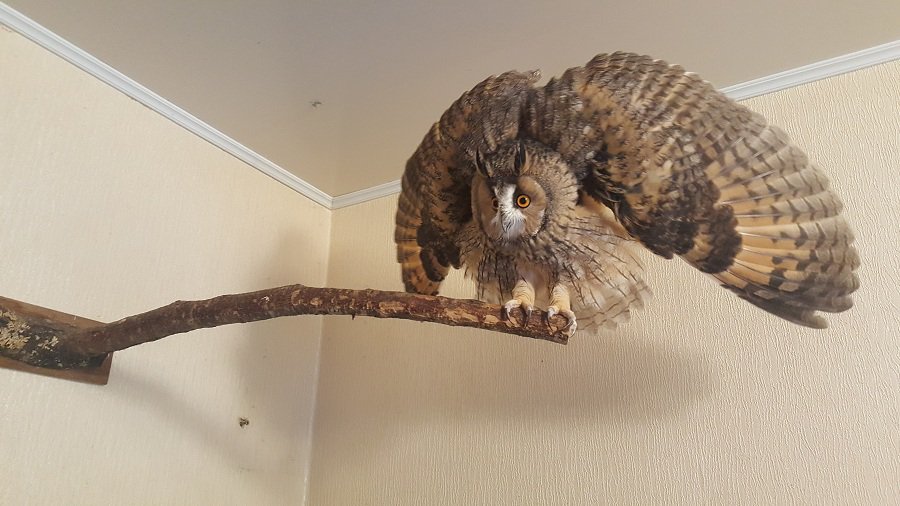 Участник №26 конкурса «Мой домашний любимец» - Конкурсы для читателей