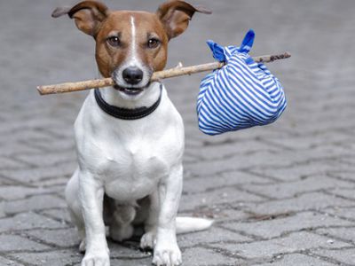 Забота о четвероногих друзьях должна быть ответственной  - В Висагинасе