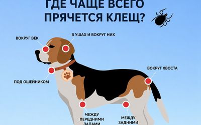 VMVT напоминает: с началом активного сезона клещей позаботьтесь о защите животных - Наука и здоровье