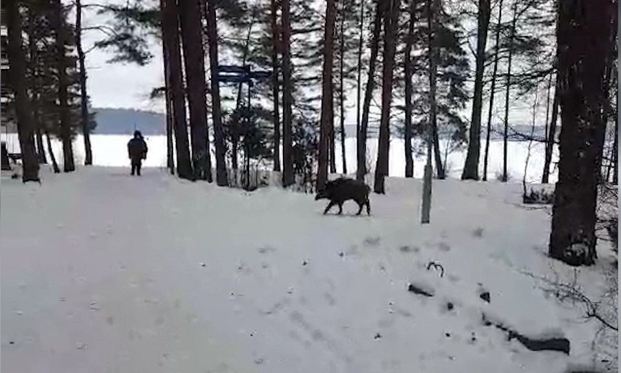 Осторожно! Дикие животные – в черте города (видео) - В Висагинасе