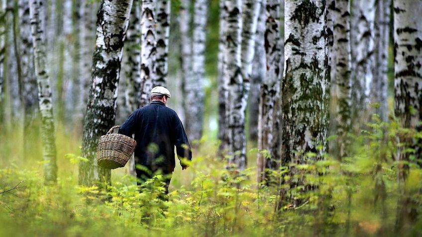 Заблудившегося в лесу мужчину спасли грибники