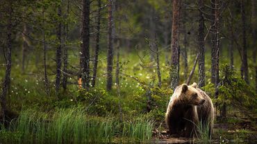 В Литву возвращаются медведи
