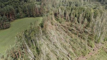 Завершение первого этапа дополнительного приема в вузы, повреждение 50 тыс. деревьев во время урагана и другие новости
