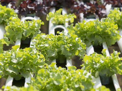 Канадский предприниматель обогревает рыбную ферму с помощью майнинга - Это интересно