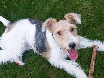 Участник № 32 конкурса «Мой домашний любимец» - Конкурсы для читателей