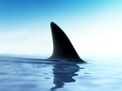 В Египте на жительницу Висагинаса напала акула                                                 - В Висагинасе