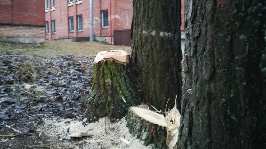 Обстоятельства вырубки деревьев на пр. Тайкос остаются невыясненными - В Висагинасе