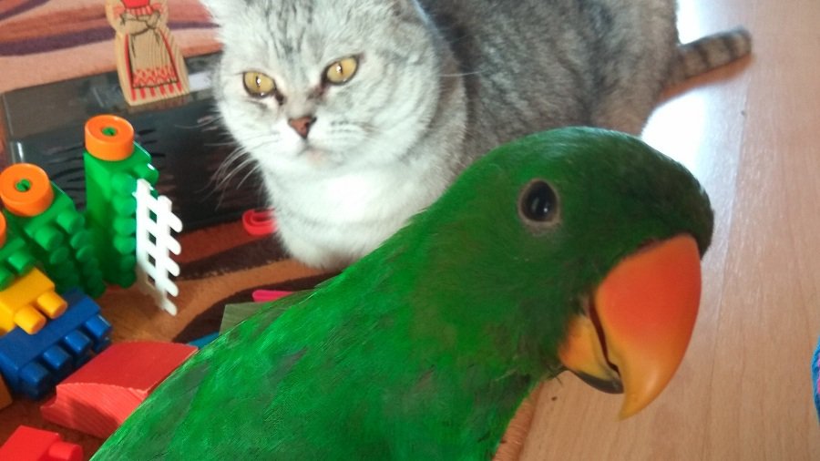 Участник № 53 конкурса «Мой домашний любимец» - Конкурсы для читателей