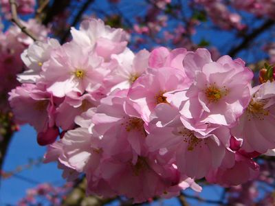 В Вильнюсе появится японский сад - Литва и страны Балтии