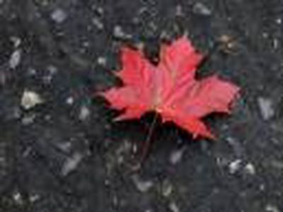 Зеленый кленовый лист – значит за рулем стажер - Хобби, отдых и развлечения