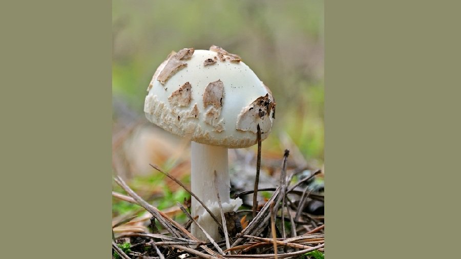 Фото № 30 конкурса «Осенние дары леса» - Конкурсы для читателей