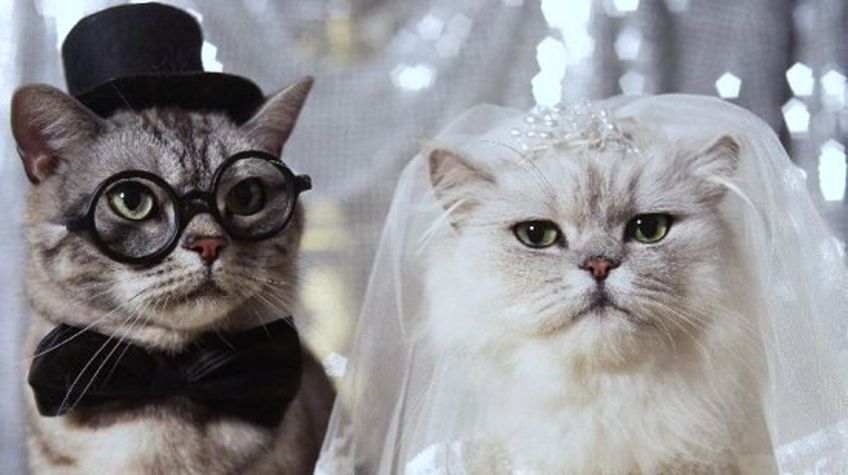Шантажируя разводом, жена заставила мужа оплатить свадьбу своей кошки